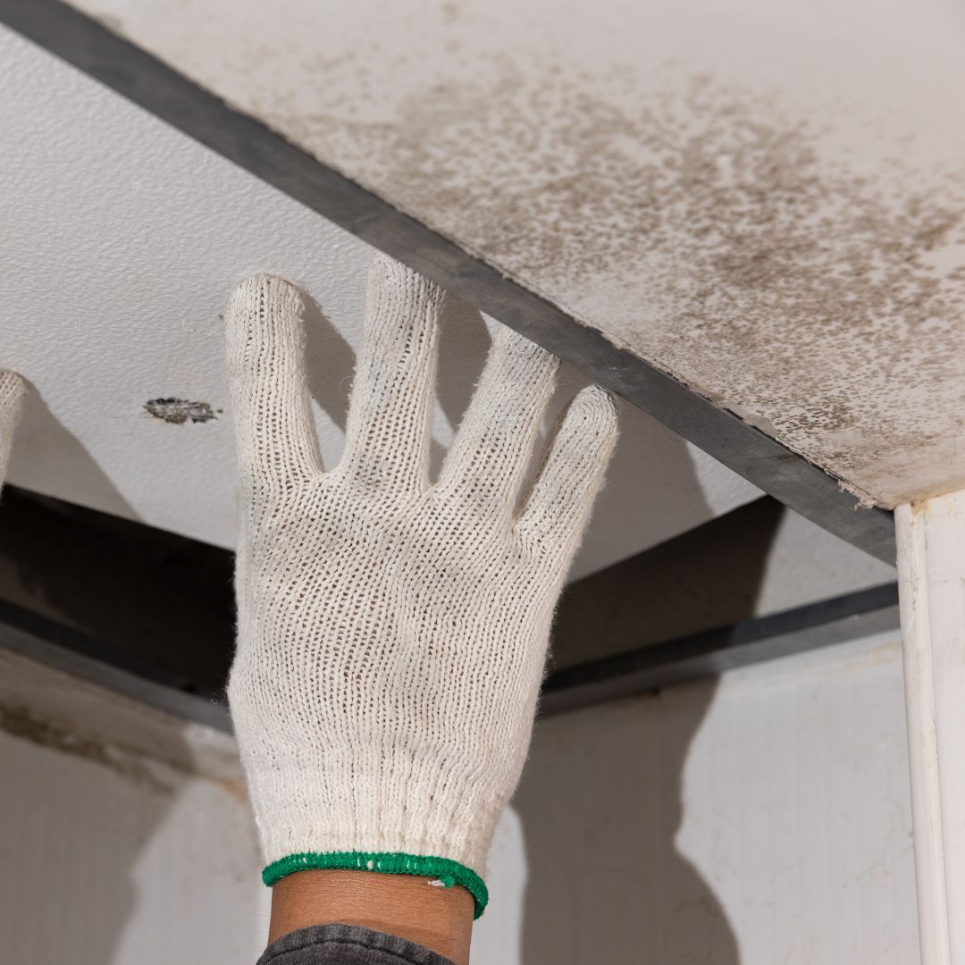 mold on ceiling